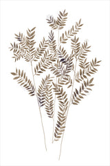 DOG331 - Fern Botanical - 12x18