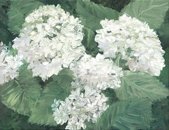 JAN367 - White Hydrangeas - 16x12