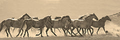 JGS584 - Horse Parade - 36x12