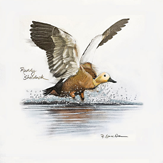 JG Studios JGS608 - JGS608 - Ruddy Shelduck - 12x12 Lake, Duck, Ruddy Shelduck, Typography, Signs, Textual Art from Penny Lane