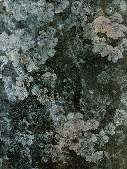 Kamdon Kreations KAM1062 - KAM1062 - Morning Hunt - 12x16 moody floral texture, abstract flower field, dark green background, hydrangea blooms, botanical pattern, painterly surface, vintage inspired texture, nature closeup, neutral moody decor, contemporary floral, organic abstract, soft floral clusters from Penny Lane