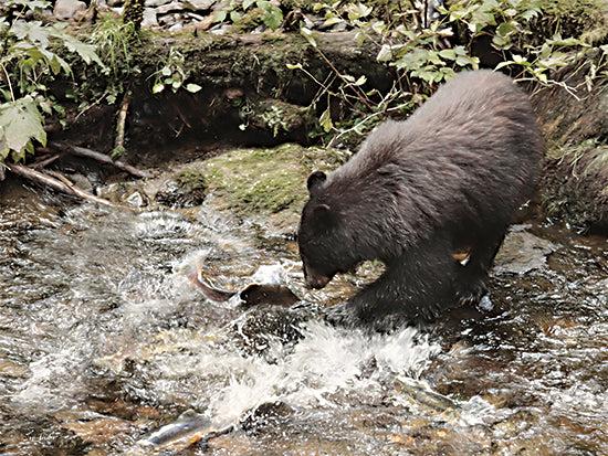 Lori Deiter LD3441 - LD3441 - Salmon Fishing II - 16x12 Photography, Bear, Fish, Salmon, Fishing, Creek, Rocks, Moss, Lodge from Penny Lane