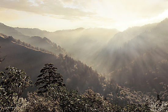 Lori Deiter LD3513 - LD3513 - Misty Sun Rays - 18x12 Photography, Landscape, Mountains, Trees, Sunlight, Sun Rays from Penny Lane