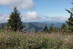 LD3538 - View from Mt. Mitchell - 18x12