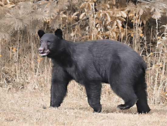 Lori Deiter LD3541 - LD3541 - Nosey Bear - 16x12 Photography, Bear, Sideview, Brush, Black Bear, Nosey Bear, Wildlife from Penny Lane