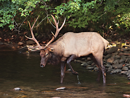 Lori Deiter LD3545 - LD3545 - Cherokee Elk II - 16x12 Photography, Elk, Cherokee Elk, Creek, Rocks, Trees, Leaves, Landscape from Penny Lane