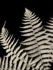 LD3736 - Forest Ferns III - 12x16