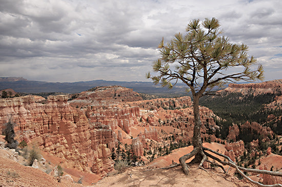 Lori Deiter LD3779 - LD3779 - View of Bryce Canyon   - 18x12 desert canyon landscape, red rock hoodoos, sandstone cliffs, lone pine tree with exposed roots, dramatic cloudy sky, panoramic overlook, american southwest, national park scenery, rugged terrain, scenic vista, natural wonder, earthy tones, travel photography style, wide angle, moody atmosphere from Penny Lane