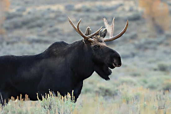 Lori Deiter LD3851 - LD3851 - Moose on the Loose - 18x12 bull moose wildlife portrait, side profile, large antlers, dark brown fur, green meadow background, wilderness, north american animal, outdoor nature, soft focus, painterly photographic style, masculine rustic decor, wildlife close-up from Penny Lane