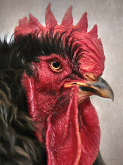 LD3964 - Cocky - 12x16