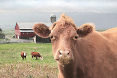 LD3984 - Nosey Cow - 18x12