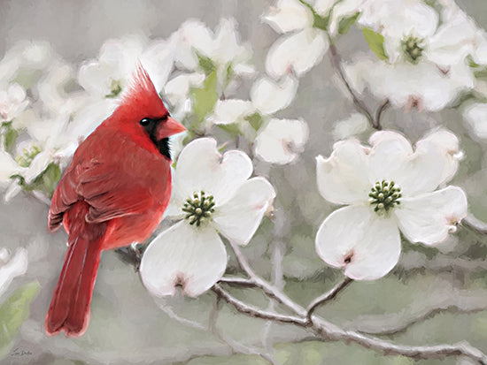 Lori Deiter LD4004 - LD4004 - Cardinal's Floral Perch - 16x12 cardinal bird in blossoms, red bird on white flowers, spring nature scene, floral background, painterly effect, delicate lighting, wildlife art from Penny Lane