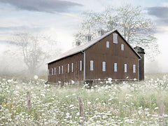 LD4049 - Field of White - 16x12