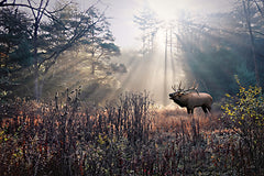 LD4096 - Bugling Elk - 18x12