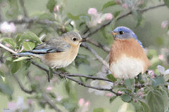 LD4191 - Bluebirds on Blossoms - 18x12