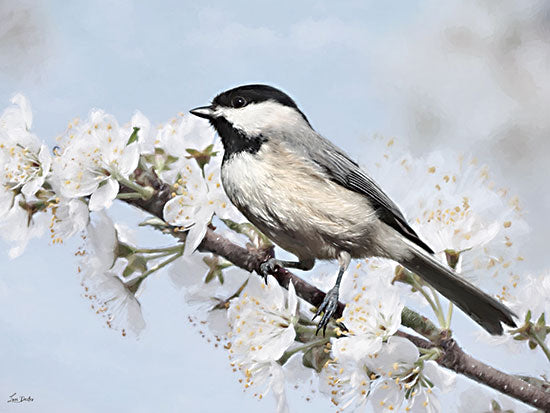Lori Deiter LD4195 - LD4195 - Chickadee's Perch II - 16x12 animals, botanical, holidays & seasonal, birds, floral, spring, chickadee, branch, blossoms, nature, painterly, whimsical, digital painting, blue from Penny Lane