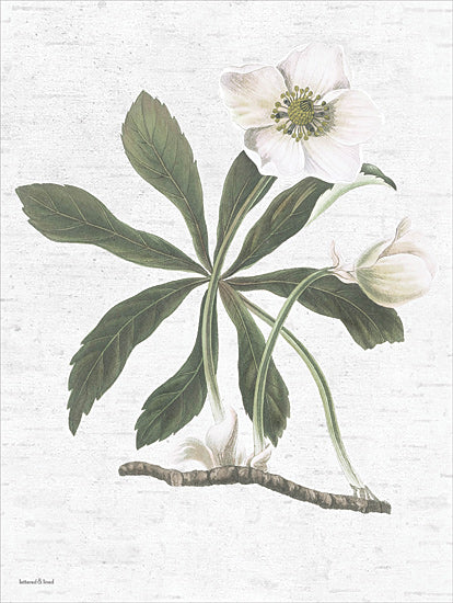 lettered & lined LET1099 - LET1099 - Botanical II - 12x16 white flower, botanical drawing, nature study, floral illustration from Penny Lane
