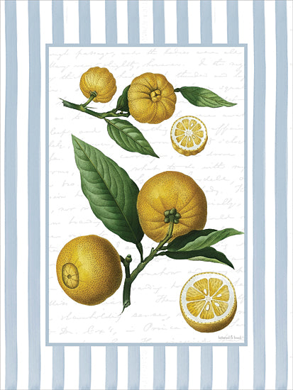 lettered & lined LET1491 - LET1491 - Lemon Study - 12x16 food & drink, botanical, backgrounds & patterns, still life, fruit & vegetables, leaves, greenery, lemon, citrus, script, vintage, decorative, watercolor, yellow from Penny Lane