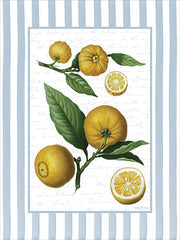 LET1491 - Lemon Study - 12x16