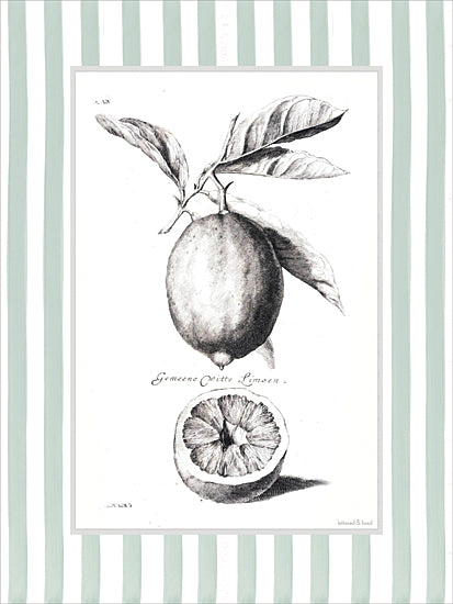 lettered & lined LET1501 - LET1501 - Citrus Sketch I - 12x16 botanical, food & drink, backgrounds & patterns, leaves, fruit & vegetables, lemon, botanical illustration, vintage, decorative, engraving, green from Penny Lane