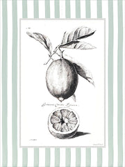 LET1501 - Citrus Sketch I - 12x16