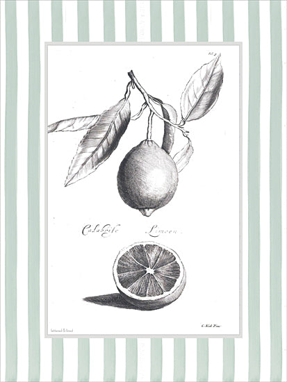 lettered & lined LET1502 - LET1502 - Citrus Sketch II - 12x16 botanical, food & drink, still life, backgrounds & patterns, leaves, fruit & vegetables, lemon, cut fruit, vintage, decorative, ink drawing, black & white from Penny Lane