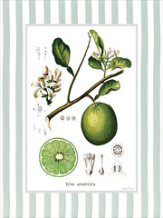LET1504 - Citrus Aurantiifolia - 12x16