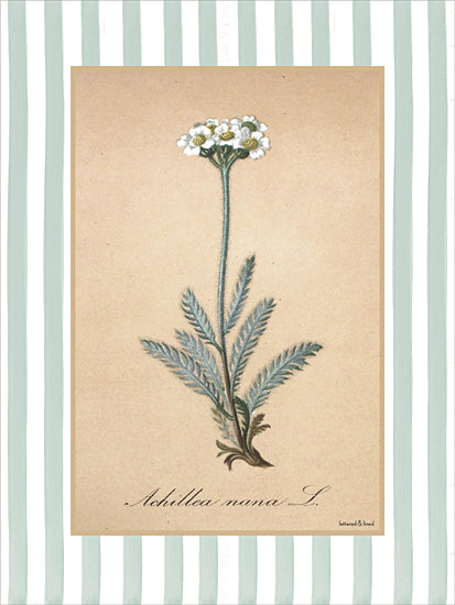 lettered & lined LET1505 - LET1505 - Achillea Nana L - 12x16 botanical, backgrounds & patterns, typography, floral, greenery, leaves, word art, yarrow, botanical illustration, scientific illustration, vintage print, white flowers, blue-green leaves, vintage, decorative, digital illustration, beige from Penny Lane
