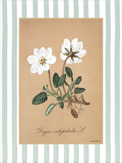lettered & lined LET1506 - LET1506 - Dryas Octopetala L - 12x16 botanical, backgrounds & patterns, typography, floral, greenery, leaves, flower, roots, striped, script, vintage, decorative, digital illustration, neutral from Penny Lane