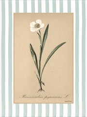 LET1507 - Ranunculus Pyrenaeus L - 12x16
