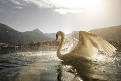 MPP1036 - Golden Swan - 18x12