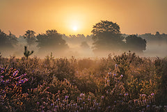 MPP1092 - Summer Heather Sunrise - 18x12