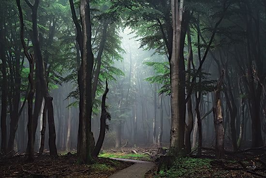 Martin Podt MPP1099 - MPP1099 - The Path to Somewhere - 18x12 foggy forest path, woodland trail, misty trees landscape, serene forest atmosphere, green woodland scenery from Penny Lane