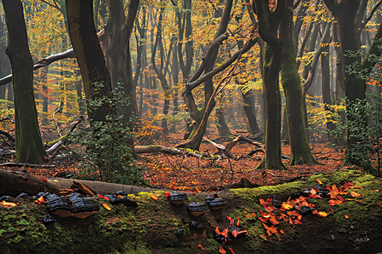 Martin Podt MPP1110 - MPP1110 - Deep Forest - 18x12 autumn forest landscape, mossy fallen log, woodland mushrooms, golden leaves, moody fall photography, rich earth tones, natural forest floor, scenic nature image, textured bark, atmospheric woods, seasonal landscape, fine art photograph from Penny Lane