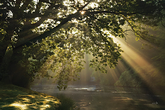 Martin Podt MPP1120 - MPP1120 - Let Your Light Shine - 18x12 sun rays through branches, lakeside tree, morning light, dappled sunlight, peaceful water, glowing beams, tranquil landscape, overhanging canopy, serene nature, reflective pond, woodland lakeshore, soft haze, summer greenery, calm scene, luminous forest, scenic outdoors, meditative mood, natural light, landscape photography, horizontal wall art from Penny Lane