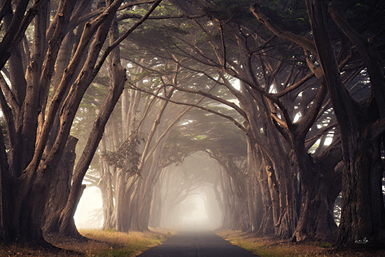 Martin Podt MPP1124 - MPP1124 - Alley of Dreams - 18x12 cypress tree tunnel, foggy road, arching branches, moody avenue, scenic drive, mysterious pathway, coastal trees, ethereal light, tunnel of trees, tranquil landscape, dark woodland, atmospheric fog, symmetry in nature, road through forest, dreamlike scenery, horizontal wall art, serene travel scene, quiet morning, dramatic perspective, fine art photography from Penny Lane