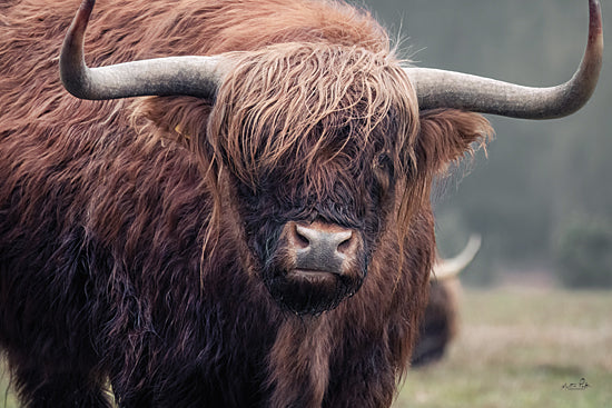 Martin Podt MPP1134 - MPP1134 - Scottish Highlander - 18x12 Photography, Cow, Highland Cow, Scottish Highlander, Portrait from Penny Lane