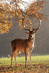 MPP1135 - Sunny Autumn Day - 12x18