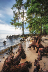 MPP1166 - The Beach Forest - 12x18