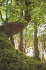 MPP1174 - Tree Bender - 12x18