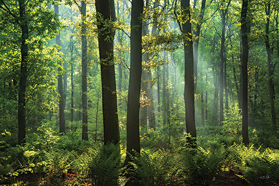 Martin Podt MPP1183 - MPP1183 - Ferns in the Forest     - 18x12 spring forest bluebell flowers, woodland bloom landscape, fresh green trees sunlight from Penny Lane