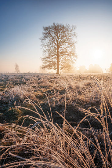 Martin Podt MPP1264 - MPP1264 - Frozen Morning - 12x18 single tree in frost, winter sunrise, frosty field, solitary tree, glowing morning light, icy grass, peaceful countryside, minimalist winter landscape, soft pastel sky, cold dawn, tranquil field scene, bare branches, serene nature photography, open meadow, gentle backlighting, frozen grass textures, atmospheric outdoor art, calm rural morning, elegant winter composition, quiet solitude from Penny Lane