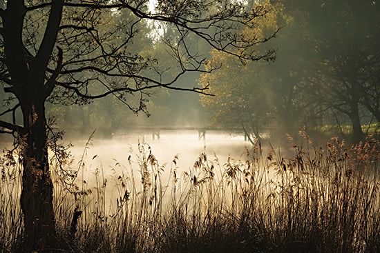 Martin Podt MPP1289 - MPP1289 - The Hidden Bridge - 18x12 landscape, botanical, lakes, trees, greenery, mist, fog, sunrise, reeds, autumn, moody, vintage, photography, gold from Penny Lane