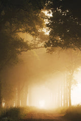 MPP1295 - Sun-Kissed Fog I - 12x18