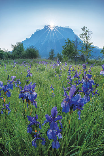 Martin Podt MPP1307 - MPP1307 - Alpine Iris Sunrise - 12x18 botanical, landscape, floral, greenery, country, sky, trees, iris, mountain, field, sunrise, sunrays, photography, blue from Penny Lane