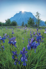 MPP1307 - Alpine Iris Sunrise - 12x18