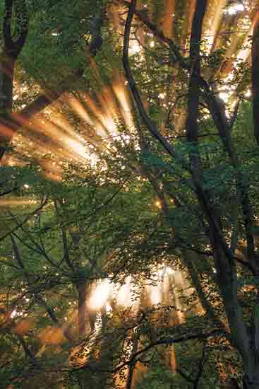 Martin Podt MPP973 - MPP973 - Light Explosion - 12x18 Photography, Trees, Skyview Upward, Sunlight, Sun Rays, Light Explosion from Penny Lane