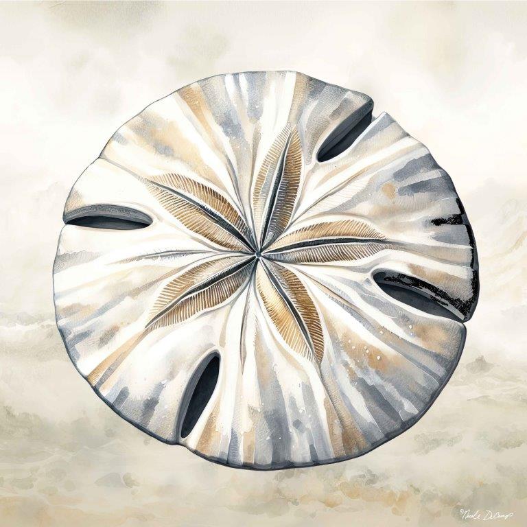 Nicole DeCamp ND297 - ND297 - Cape Cod Sand Dollar - 12x12 Coastal, Sand Dollar, Cape Cod Shell from Penny Lane