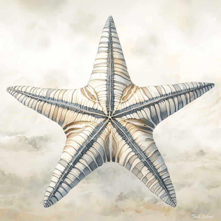 Nicole DeCamp ND299 - ND299 - Cape Cod Starfish - 12x12 Coastal, Starfish, Cape Cod Shell from Penny Lane