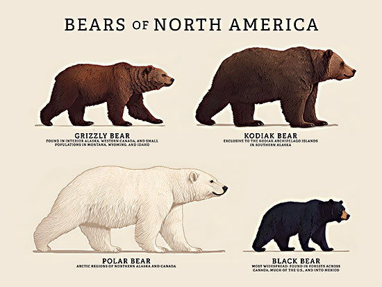 Lauren Rader RAD1627 - RAD1627 - Bears of North America - 16x12 animals, typography, wildlife, word art, grizzly bear, kodiak bear, polar bear, black bear, north america, educational, vintage, digital illustration, neutral from Penny Lane